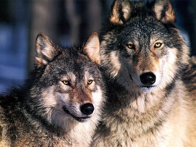 File:Cute,adorable wolfs.jpg