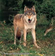 File:Wolf-girl ember.jpg