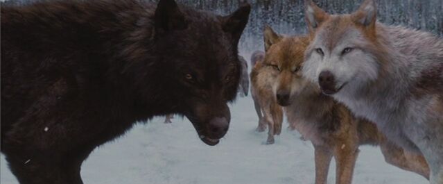 File:Pack.jpg
