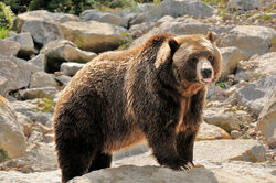Grizzli.jpg