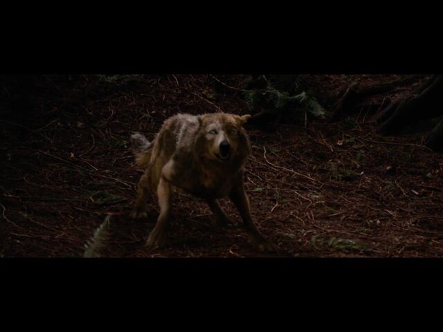 File:New pack member.jpg