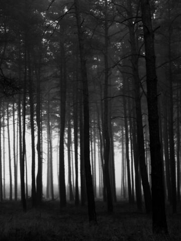 File:Dark woods.jpg