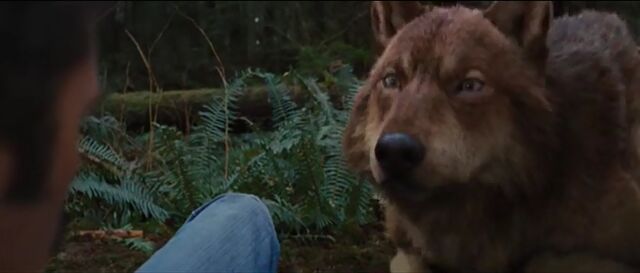 File:Jacob-wolf-bd2.jpg