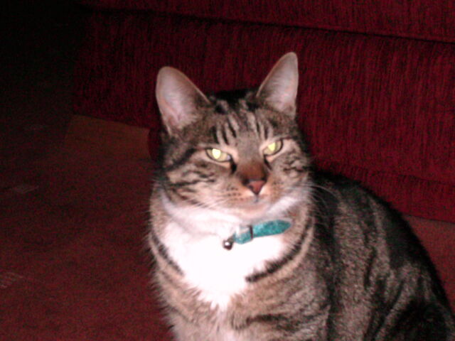 File:Katies camera pictures 004.jpg