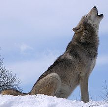 File:220px-Howlsnow.jpg