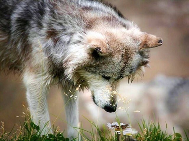 File:Wolf-wallpaper.jpg