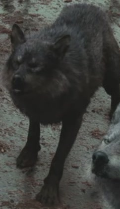 File:CollinWolfForm.jpg