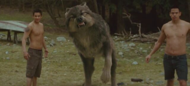 File:Paul Lifted Paw.jpg