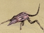 Crabbie