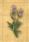 Ingredient - Centaurium - Inv