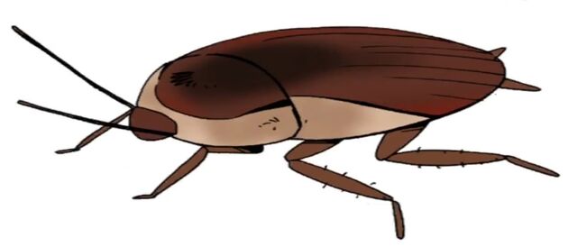 File:Ty giant Roach.jpg