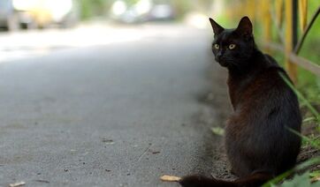 Кот-одиночка.jpg