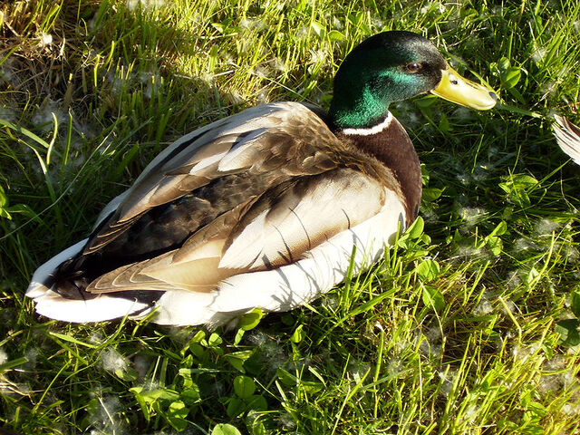 File:Duck.jpg