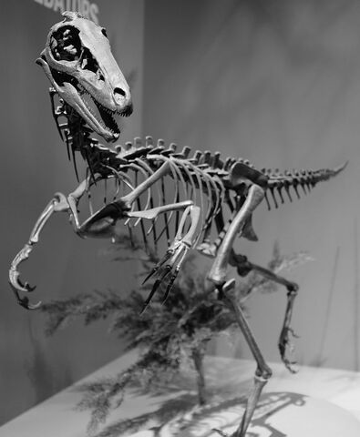 File:Troodon Perot Museum.jpg