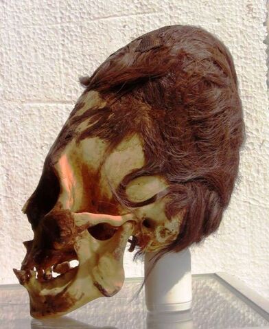 File:Skull-paracas.jpg