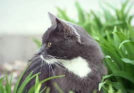 File:Runningnose.jpg