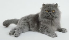 Yellowfang! Pre-battle scars...