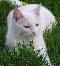 File:Snowdrop.jpg