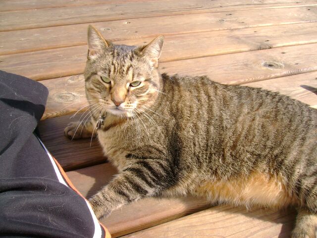 File:Cody.jpg