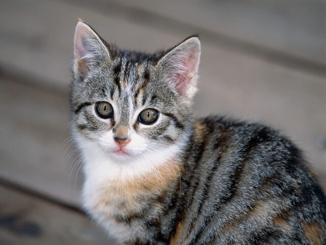 File:Tabby Kitten.jpg