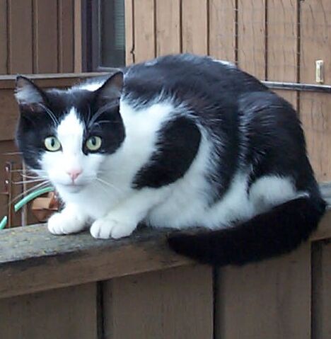 File:UWCW badgerpaw.jpg