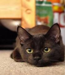 File:Oatpaw.jpg