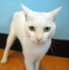 File:UWCW blizzardstar.jpg