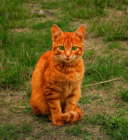 File:Firestar.jpg