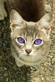 Skyhearthasbeautifuleyes