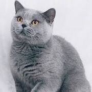 Dewpaw new