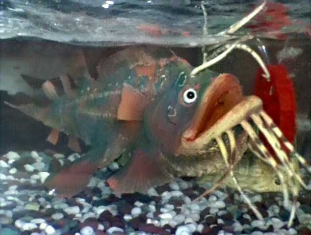 File:Angorasbabyultraman80 03.jpg