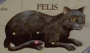 Felis star map