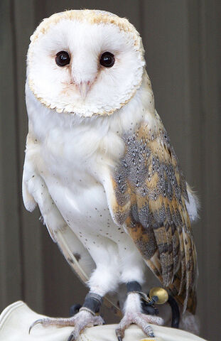 File:Barn Owl - Avenefica.jpg