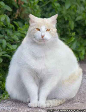 File:White-fat-cat.jpg