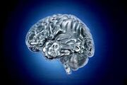 Brain