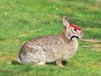 Mad Rabbit