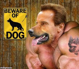 Arnold-Schwarzenegger-the-Big-Dog-120664