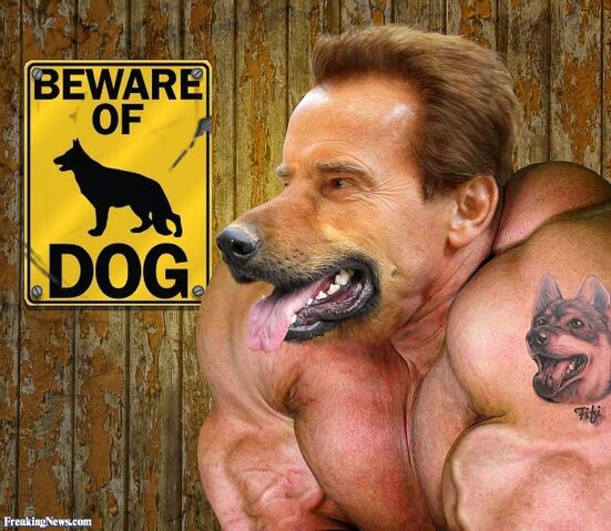 File:Arnold-Schwarzenegger-the-Big-Dog-120664.jpg