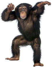 Monkey theme 300