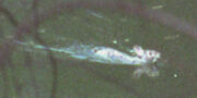 JC's Rabbit (PD)