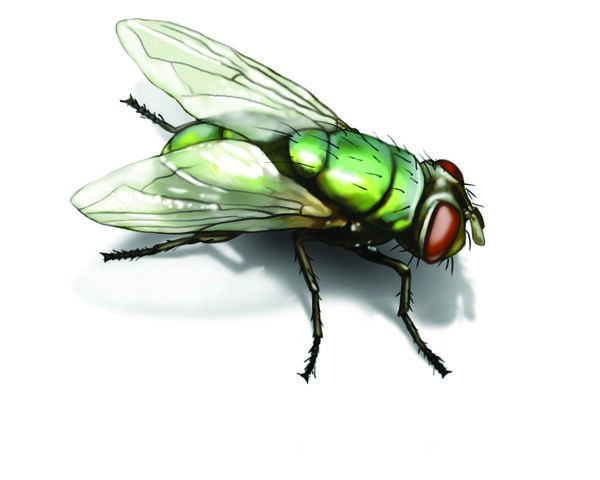 File:Green-bottle-fly-illustration 1500x1200.jpg