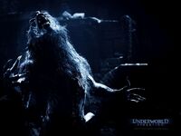 Werewolfuwe.jpg