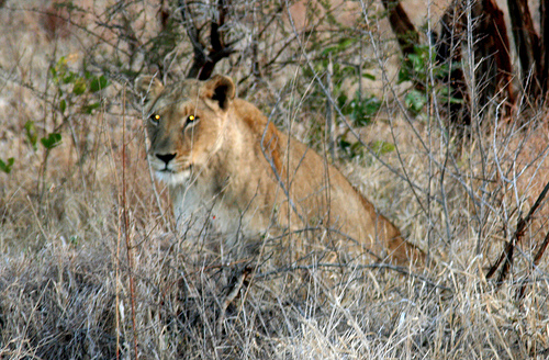 File:2673973013 7787f77868.jpg