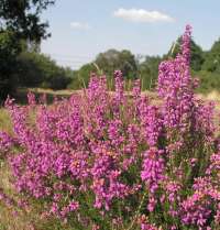 Common heather