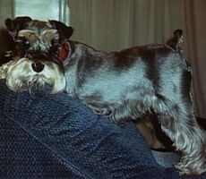 Shadow dog