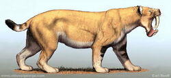 Barbour's Cat