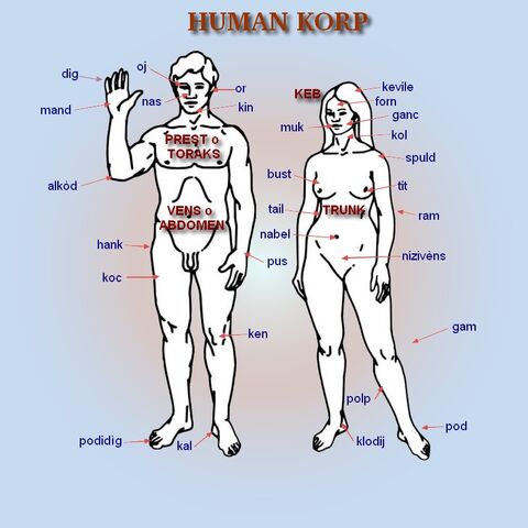 File:Human korp1.jpg