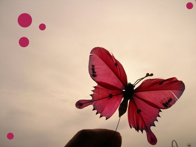 File:Red Butterfly by sugardealer.jpg