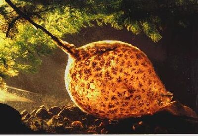 BryozoaSmall