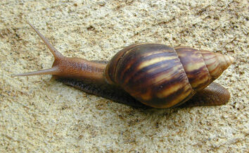 Achatina fulica Hawaii